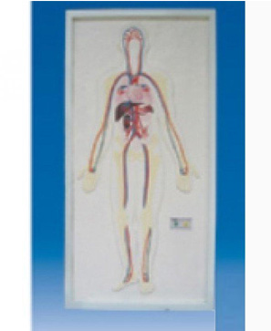 浮雕式全身周圍神經(jīng)電動模型 浮雕式全身周圍神經(jīng)電動模型