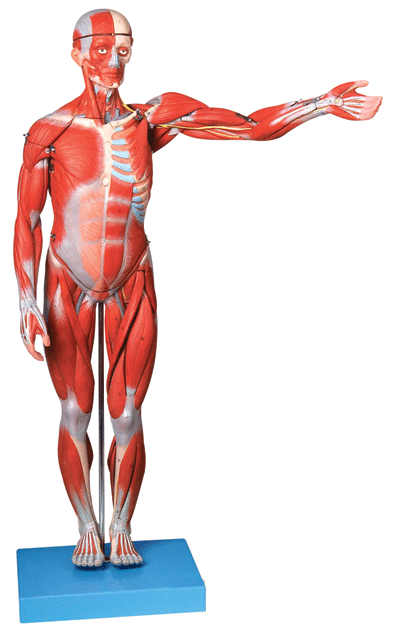 人體全身肌肉解剖模型 人體全身肌肉解剖模型