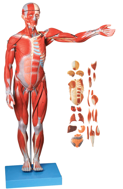 人體全身肌肉附內(nèi)臟模型 人體全身肌肉附內(nèi)臟模型